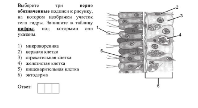 Кракен ат сайт